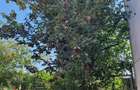 Casă cu 6 camere cu Teren 198 Mp în Apărătorii Patriei - 6