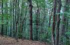 Padure de Fag 2 hectare - 5