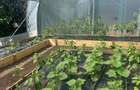 Teren de INCHIRIAT - Ideal pentru agricultura, livada, agrement sau camping! - 16