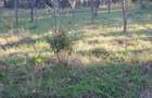 SUPER OFERTA: 5000 mp ,gaze,canalizare, curent jud Iasi Loc. Ceplenita