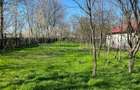 Teren 4975 mp situat in intravilanul satului Belciug, Dragan - 12