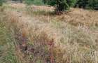 Teren de 4700 mp, în Vama Buzăului
