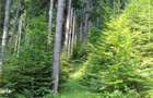 Padure cu teren 9.5 hectare investie forestiera avantajoasa - 8