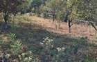Teren intravilan - 750 mp (in acte), (798 mp suprafata masurata) - comuna Cocorastii-Mislii (Prahova) - la 18 km de Ploiesti