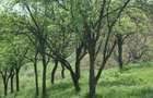 vand teren extravilan 2500mp comuna Buda jud.Buzau - 1