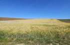 Teren de 9800 mp, în Chișirid - 6