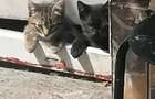 garsoniera parter Romancierilor nemobilat neutilat pet friendly - 10