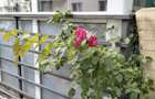 Apartament 2 camere la parter cu curte proprie in proprietate - 7