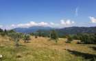 Vand teren 47.8 HA intravilan + extravilan Moisei/Viseu - 1