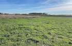 Teren intravilan 608 m2 - Ghiroda, strada Roma- zona foarte buna - 2