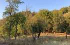 casa si teren 4000mp (mosie livada) Julita, Varadia de Mures, Lipova - 3