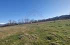TEREN CU PLANTA?IE DE TRANDAFIRI ,,ROSA DAMASCENA,\ \CARANSEBE?\JUD.CS - 4