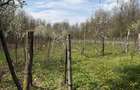 Casă P+E de vânzare – 3568mp + padure 10000mp, Budieni, comuna Scoarța, Gorj - 16
