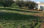 Teren pentru casa + livada pomi fructiferi ( plantatie noua) imprejmuita gard BCA itravilan - 2