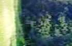 Vand padure in loc. Vulpeni jud Olt - 4