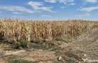 Teren extravilan de vanzare, 19.700 mp, pe centura Botizului - Satu Mare (Satu-Mare)