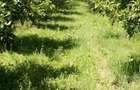 Vand teren livada 1,8ha. - 3