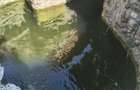 Faleza Nord, P+1, de inchiriat, 1000 euro