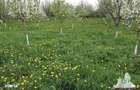 Teren intravilan, 3481mp, gaza, apa, curent din retea publica,, drum - 6
