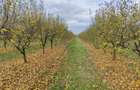 Vand ferma pomicola 12 hectare