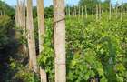 Vand teren intravilan - 4