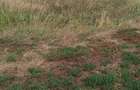 Ferma Agricol cu 1450 ha Sud Romania - 2