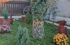 Casa 3 camere cu teren 1500mp spre vanzare in Velt -Sibiu - 15
