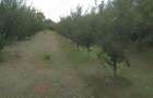 Teren de vanzare intravilan - 1