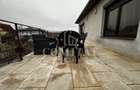 Apartament tip penthouse | 2 camere | Zorilor - 14