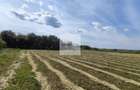 Teren de 11.000 mp cu casa si teren agricol | La 40 km de Bucuresti | - 8