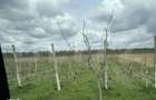 Ferma de nuci - teren agricol, zona Ivesti - 15