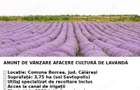 De vanzare plantatie de lavanda - 3
