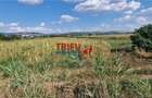 Teren intravilan 5.756 mp cu acces direct la Soseaua de Centura Alba - 7