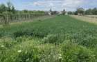 Vand teren 1600 m2, Dragomire?ti Dambovita - 4