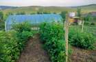 Teren intravilan in loc. Buznea - 6