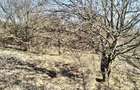vand teren agricol satul Crocna judetul Arad - 2