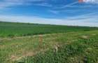 Teren extravilan de 9500 mp de vanzare in Remetea Mare - Remetea Mare (Timis) - 1