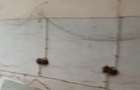 Apartament 3 camere parter nemodernizat , uscat, - 5