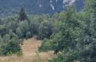 TEREN INTRAVILAN - Zarnesti Zona Priatra Craiului