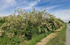 Teren de vanzare, 900 mp, Drumul European Isalnita - 2