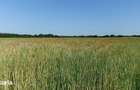 Proprietar vand 2.88 ha teren agricol Hitias (Buzias) - 28.500