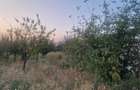TEREN INTRAVILAN DE VANZARE ROBANE?TI, DOLJ | 5.000 MP
