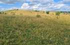 Teren extravilan 2500m2. Panorama superba.-Salicea - 3