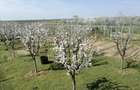 Gradina celor 100 de trandafiri - 12