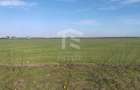 Cernica Tanganu Parcele 1023 mp la 17.000 euro - 6