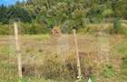 Teren de vanzare, 4847 mp, cabana, zona Nadrag - 13