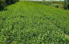 Teren intravilan de vanzare 5000 mp ( 5 euro mp) - 6