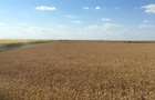Vand teren agricol 103 ha compact in Judetul Timis - 7