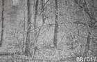 Teren forestier fag stejar veche 100 ani - 3