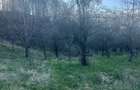 Teren de 2800 mp, în Văleni-Dâmbovița - 2